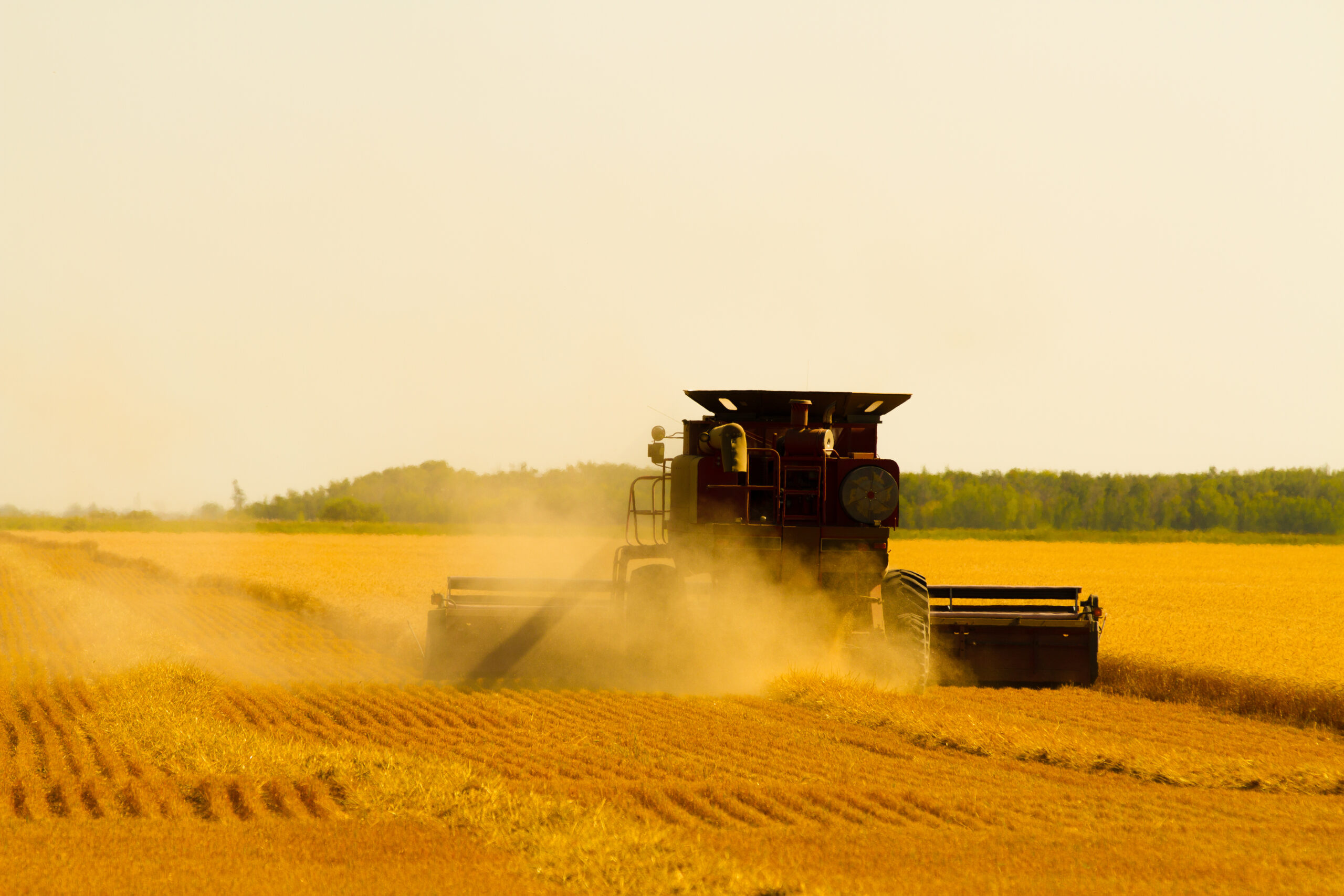 Grain Harvest Expectations in Saskatchewan and Alberta: What Exporters Need to Know for Peak Season